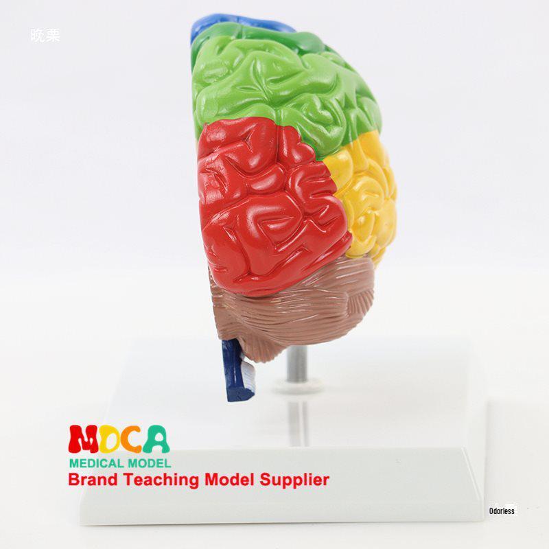 1:1 Scale Right Hemisphere Brain Model - Neocortical Structure & Functional Areas for Medical Education