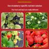Organic Water-Soluble Strawberry Fertilizer for Potted and Soilless Plants (Slow-Release Concentrated Nutrient)