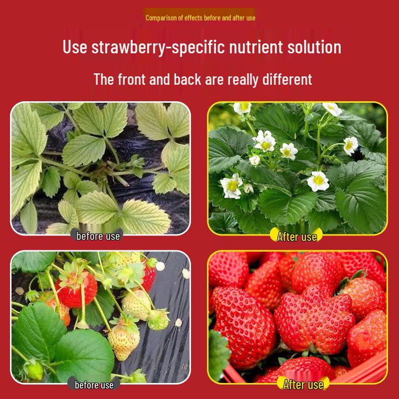 Organic Water-Soluble Strawberry Fertilizer for Potted and Soilless Plants (Slow-Release Concentrated Nutrient)