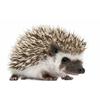 V1759#Cute Hedgehog Sticker On The Car Vinyl Decal Waterproof Decoration Car Stickers