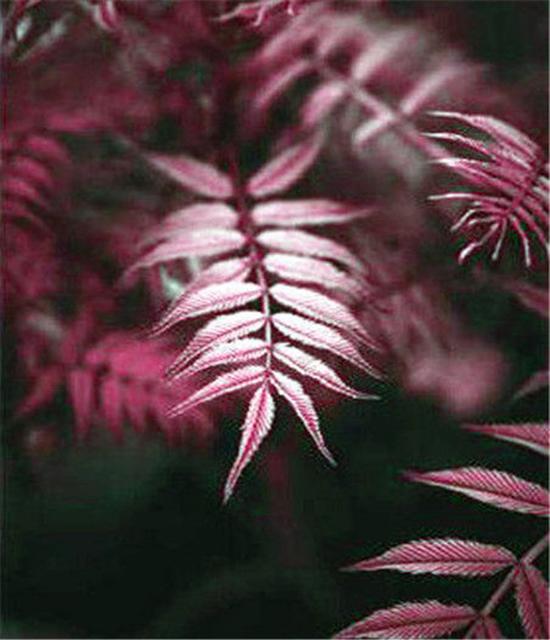 RUOPOTY DIY Frame Oil Painting By Numbers Flower Unique Gift On Canvas Wall Art Picture By Numbers For Living Room