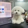 Cute Bichon Dog Plush Toys Simulation Curly Dog Kawaii Real Life Plush Stuffed Dolls Girl Kids Birthday Xmas Gift