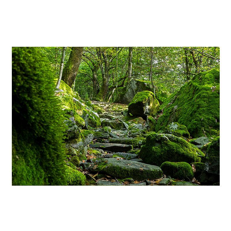 Натуральный зеленый лес свежий мох холст картины настенное искусство зеленое дерево растение искусство постеры и принты для декора гостиной без рамки