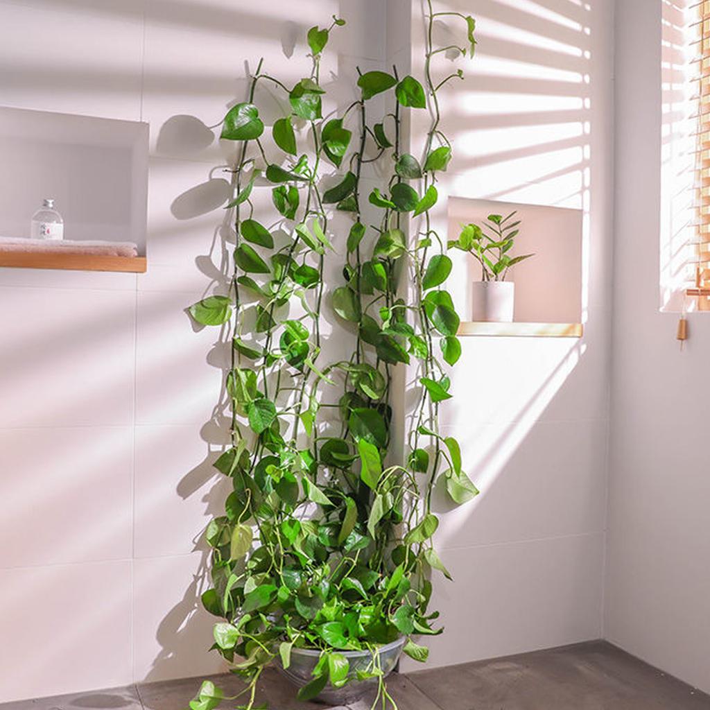 50-10PCS Plant Climbing Wall Self-Adhesive Fixed Buckle Hook Fastener Tied Fixture Buckle Garden Plant Wall Climbing Vine Clips