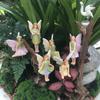 6pcs Cute Flower Fairy Plugin Set Resin Miniature Figurines Garden Decoration Fairy Model  Bonsai