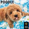 PICTWAN [L версия] Календарь Poodle 2025 CL25-1222