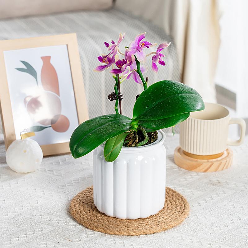 Круглые самополивающиеся цветочные горшки гидропонный горшок для растений ваза самопоглощающий водоем для домашнего бонсай настольный декор
