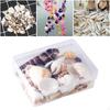 Beach Natural Shells for Candle Making, Home Decorations, Party Wedding Decor, Crafts,