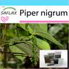 Gift Set - Pepper Plant - 20 Seeds - With Gift Box, Card, Label and Potting Substrate - Piper Nigrum