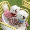 Dog Clothes Spring And Summer Striped Dress Small Dog Teddy Pomeranian Bichon Casual Anti-shedding Pet Clothing