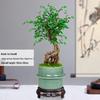 Small-Leaf Elm Bonsai with Driftwood Styling - Indoor Evergreen Plant for Living Room, Balcony, or Courtyard