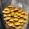 50pcs PP Mushroom Planting Bag 0.2um Filter Clear Mushroom Spawn Grow Bag Edible Mushroom Breathable Bag Garden Planter