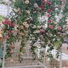 Цветочная гирлянда из искусственных розовых лоз с зелеными листьями, висящая на внутренней и внешней стене дома, в саду, на свадьбе, на летней веранде, на террасе, на балконе, декор