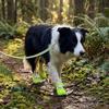 4PCS Breathable Pet Mesh Boots Adjustable Pet Paw Protector Fashion Dog Foot Covers  Dog Walking