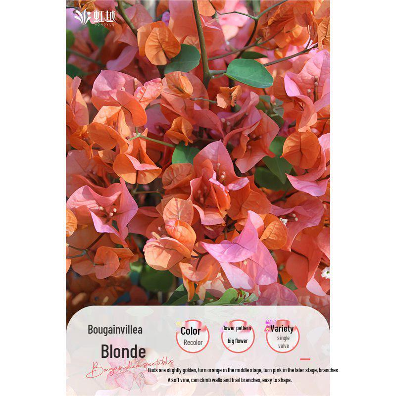 Large Bougainvillea Climbing Plant with Flowers - Indoor/Outdoor Greenery for Balcony and Courtyard
