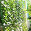 Trellis Netting Plant Support Net for Climbing Plants Vegetables Fruits Vine Flowers