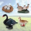 Toys Miniature Cycle Duck Figurine Life Cycle Figures White Goose Growth Cycle Simulation