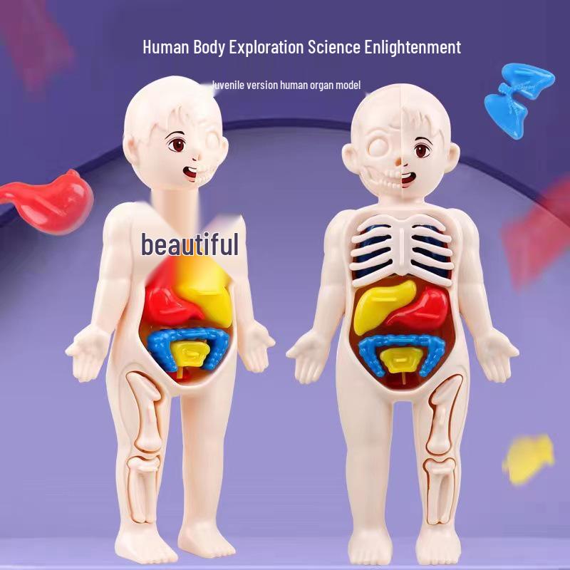 Набор для создания модели человеческого органа своими руками для детей - Образовательная игрушка STEAM для науки в начальной школе