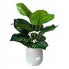 Artificial Plant Flower In A Pot For Home Office Realistic 37Cm Calatea