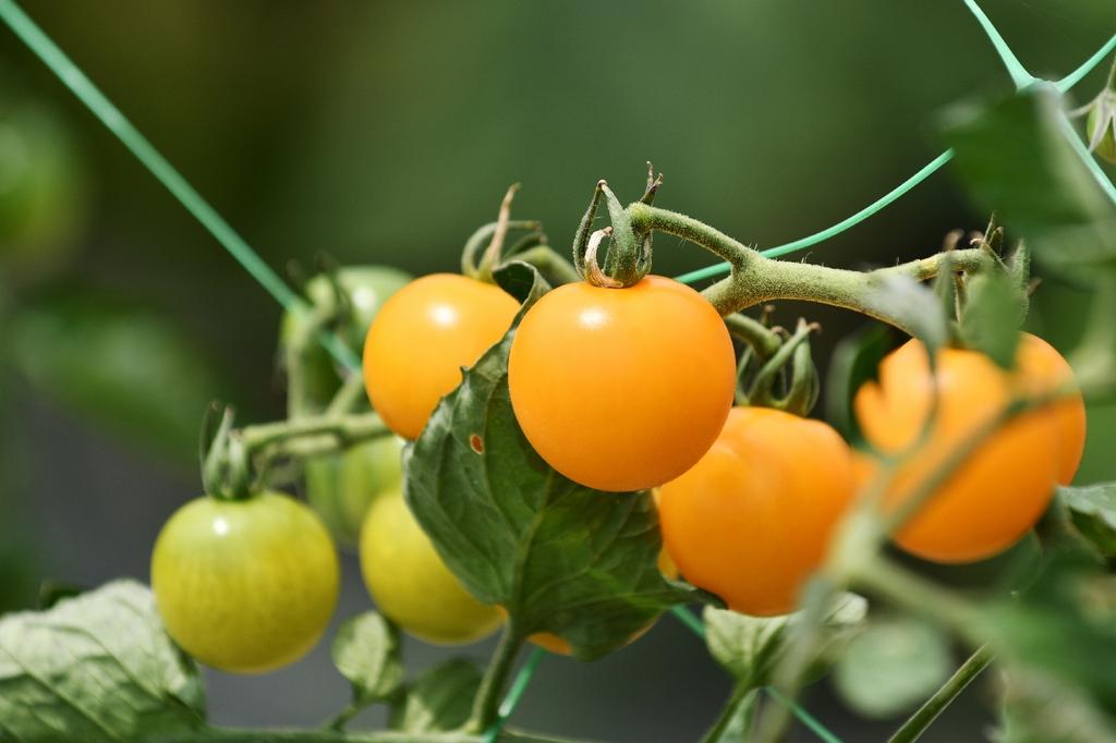 SAFLAX Garden in the Bag - Органический - Помидор - Golden Queen - 15 семян - С субстратом в подходящем стоячем пакете - Solanum lycopersicum