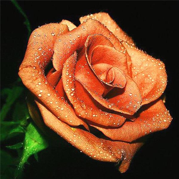 Алмазная вышивка Цветы Алмазная картина ручной работы Роза Изображение Стразы