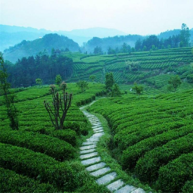 100 г сырого чая Пуэр, травяной зеленый чай Сягуань, Золотой Шелк Туо Ча, Юньнаньский чай Пуэр