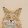 Bev Davies Zen Fox Canvas Print