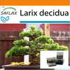 Garden in the Bag - Бонсай - Лиственница европейская - 75 семян - С субстратом в подходящем мешке - Larix decidua