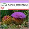 Cardoon / Испанский артишок - 50 семян - Cynara cardunculus