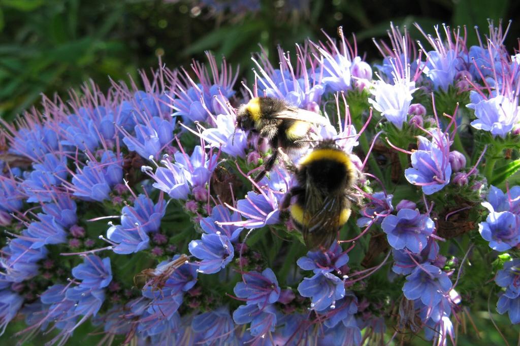 SAFLAX Гордость Мадейры - 100 семян - Echium fastuosa