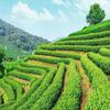 Taiwan Jin Xuan Milk Oolong Tea Natural Green Tea 250g Premium