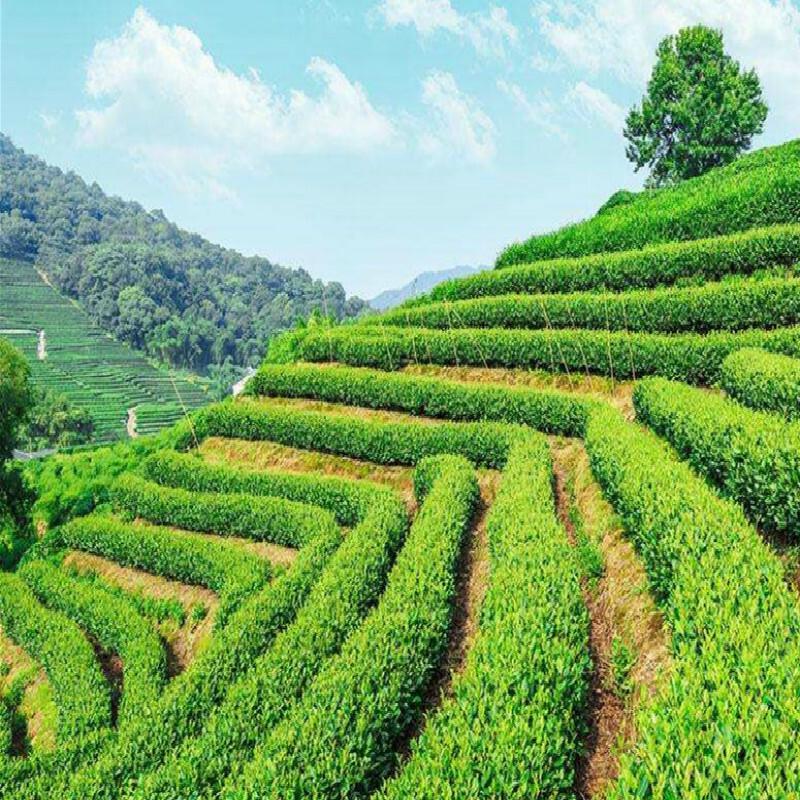 Taiwan Jin Xuan Milk Oolong Tea Natural Green Tea 250g Premium