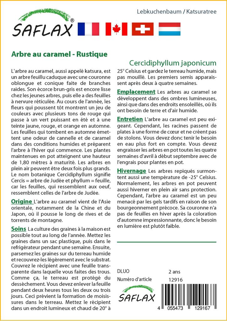 SAFLAX Кацуратри - 200 семян - Cercidiphyllum japonicum