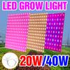LED Grow Light Full Spectrum Quantum Board Plant Lamp Indoor Greenhouse Vegetable Seeds Flower Hydroponics Cultivation Lighting