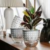 Hydroponic Self-Watering Transparent Vase for Succulents (Imitation Glass, 2025)