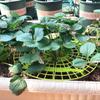 Strawberry Frame Holder, 10Pcs Balcony Garden Fruit Stand Gardening Strawberry Plant Frame Keeps Fruit Clean