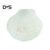 10Pcs Natural Scallop Shells DIY Crafts Theme Party Decor Bright White Seashells Jewelry Christmas Decoration