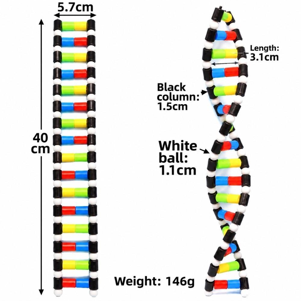 Plastic Material Dna Double Helix Model Spiral Shape Genetic Variation Model Structure Observation