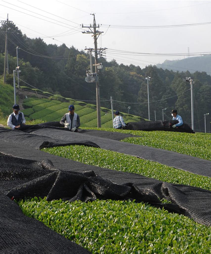 Префектура Сидзуока Kakegawa First Pick Зеленый чай First Pick Чайные листья глубоко пропаренные Kakegawa Tea Закрытый чай Закрытый чай Специальный чай 100 г 1 пакетик 100%