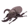 Lifelike Atlas Stag Beetle Plush Toy Stuffed Animal Insect Beetle Soft Crustacean Model Unique Beetle Toy Model Kids Gift 26cm