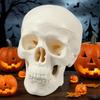 Skull Head Skeleton Head Realistic Decoration Skull Studying Model Halloween Decor Scary For Party Home School Holiday Anatomy