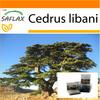Garden In the Bag - Lebanon Cedar - 20 Seeds - With Substrate In a Fitting Stand Up Bag - Cedrus Libani