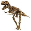 EDU-TOYS 51-Piece Dinosaur Craft Kit, Tyrannosaurus Rex VT026