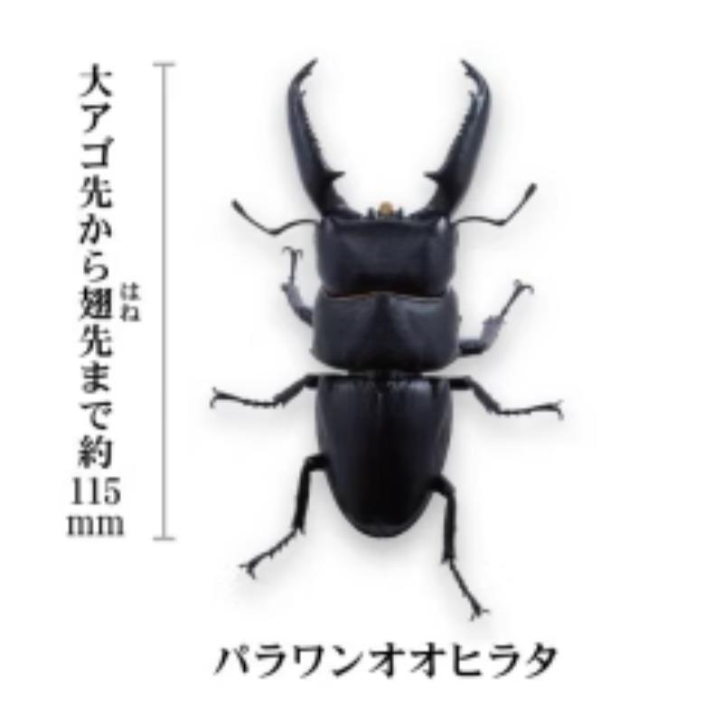 Prosopocoilus Inclinatus Gashapon Toys Encyclopedia Miniature Simulation Ornament Collection Action Figure Toys