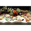 Shell conch, popular science materials, specimens, snail storage set, gift box, kindergarten marine life collection