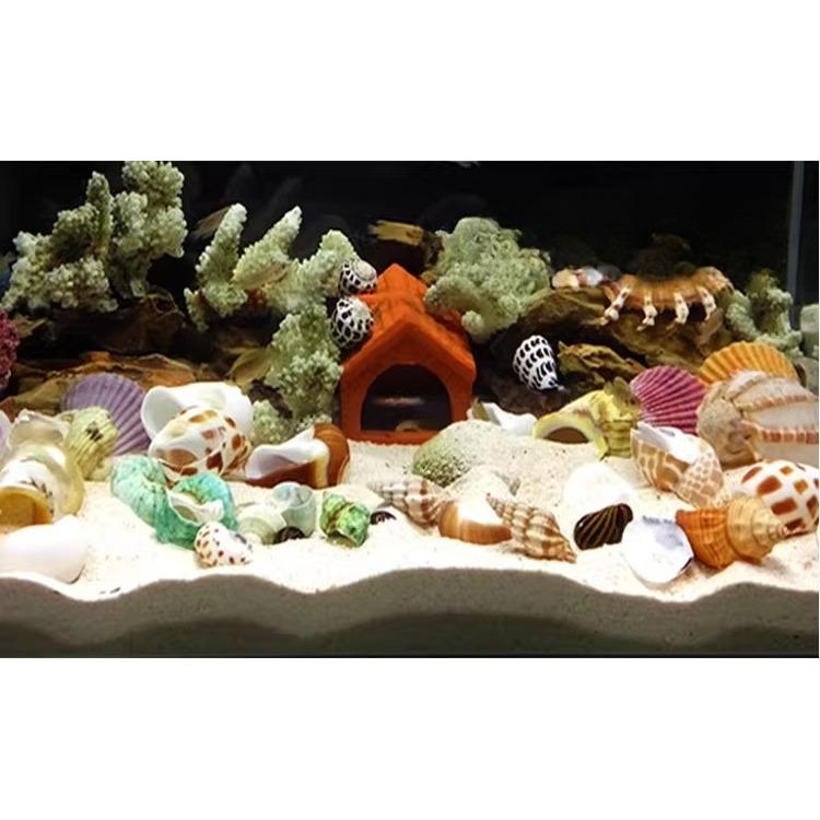 Shell conch, popular science materials, specimens, snail storage set, gift box, kindergarten marine life collection