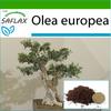 Бонсай - Олива обыкновенная - 20 семян - С горшечным субстратом для лучшего выращивания - Olea europea
