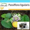 Подарочный набор - Sweet Granadilla - 20 семян - С подарочной коробкой, карточкой, этикеткой и субстратом для горшков - Passiflora ligularis
