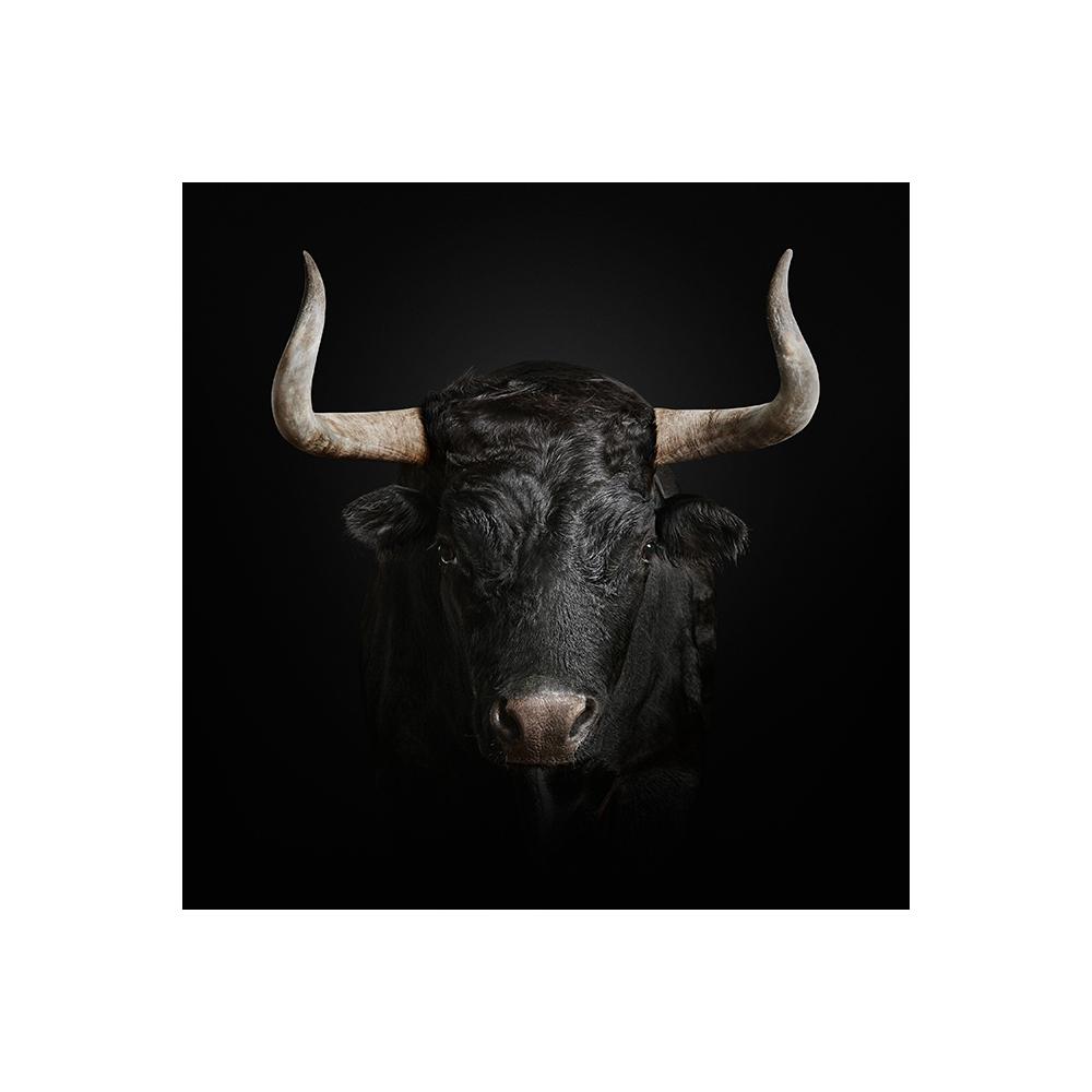 Черные фотографии животных, лебедь, лошадь, корова, леопард, холст, картина, настенное искусство, плакаты на скандинавскую тему и принты для декора гостиной, Cuadros