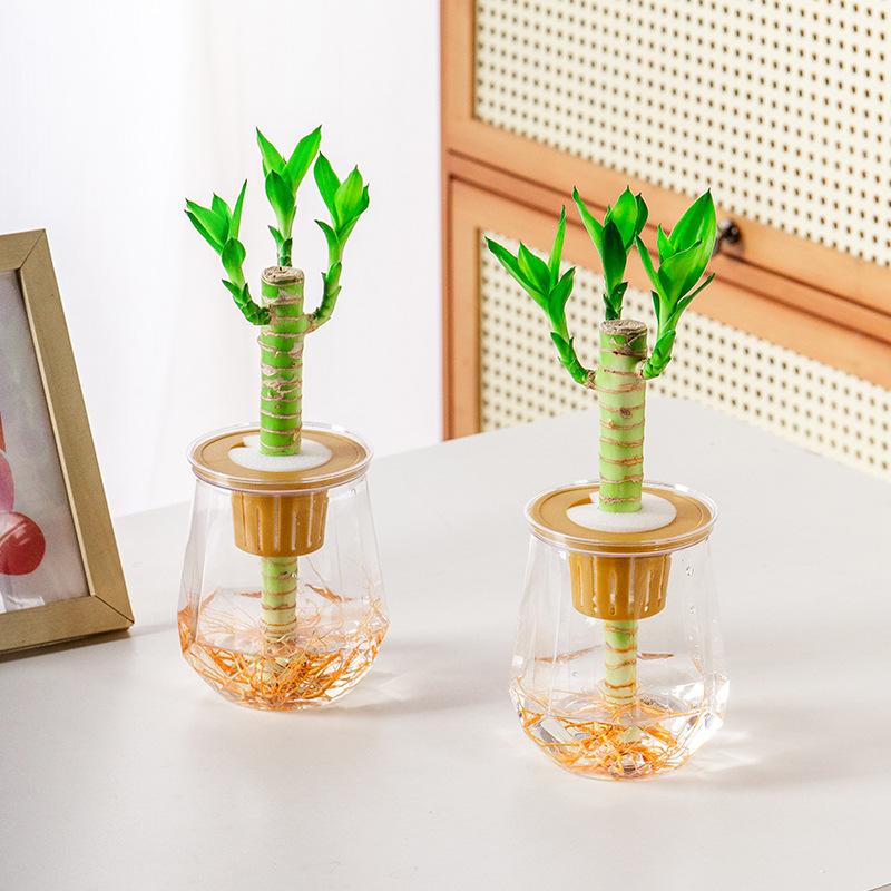 Мини-горшок для цветов с самополивом, аквариум, прозрачные пластиковые горшки для растений, самополивной горшок для растений, ваза для украшения дома